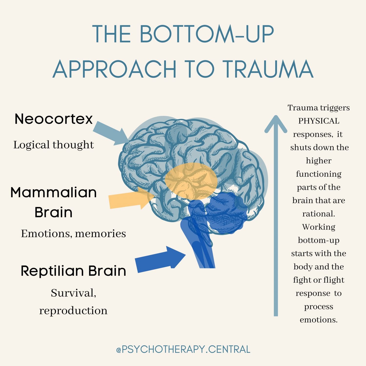 Bottom-up-approach-to-trauma