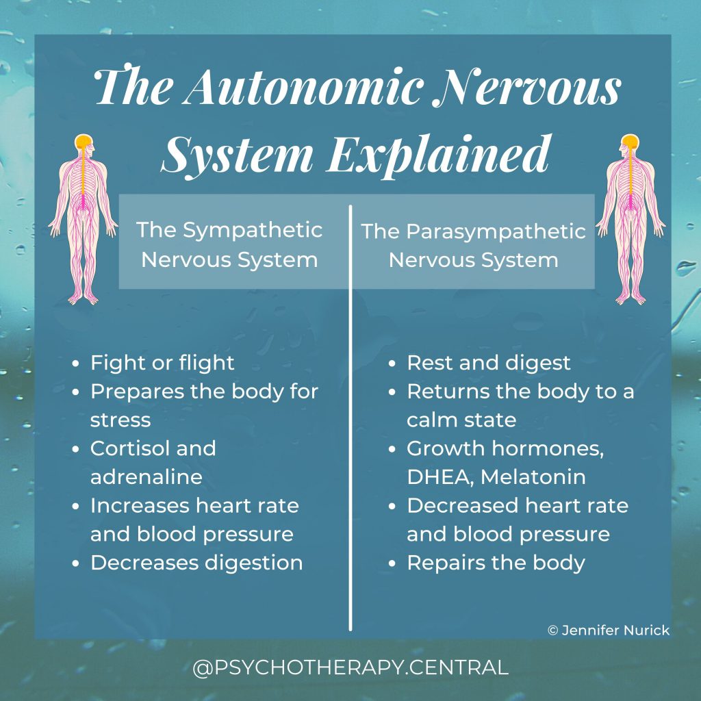 The Autonomic Nervous System Explained
Sympathetic
Fight or flight
Prepares the body for stress
Cortisol and adrenaline
Increases heart rate and blood pressure
Decreases digestion
Parasympathetic
Rest and digest
Returns the body to a calm state
Growth hormones, DHEA, Melatonin
Decreases heart rate
Repairs the body