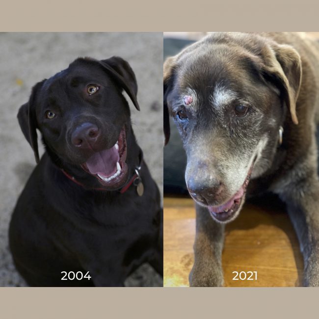 Olive, much loved family pet, brown Labrador as a puppy and at 16